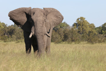 Obraz premium Afrikanischer Elefant / African elephant / Loxodonta africana