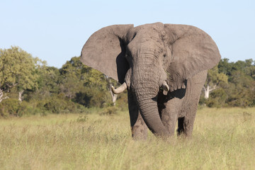Afrikanischer Elefant / African elephant / Loxodonta africana