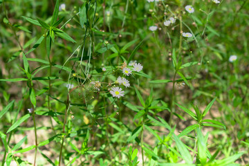 Fototapeta premium Tangled Daisy