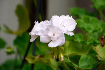 Obraz na płótnie Canvas Blooming white geranium flower in the garden.