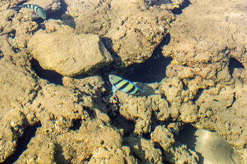 Sea fish in water near reef. top view.