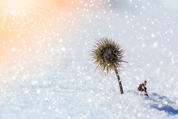 Close-up of dried black withered strange barbed herb plant weed covered with snow and frost in winter cold empty field on bright blurred colorful snowflakes blue sunny outdoors copy space background.