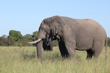 Afrikanischer Elefant / African elephant / Loxodonta africana