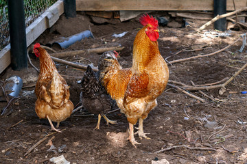 Golden rooster and chickens. Free range rooster and chickens.