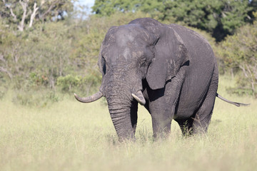 Afrikanischer Elefant / African elephant / Loxodonta africana