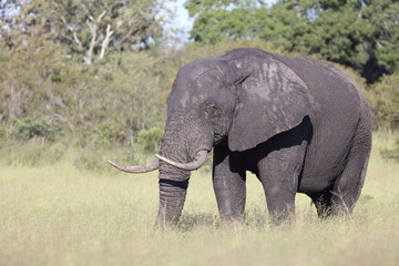 Afrikanischer Elefant / African elephant / Loxodonta africana