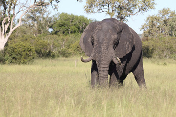 Afrikanischer Elefant / African elephant / Loxodonta africana