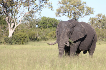 Obraz premium Afrikanischer Elefant / African elephant / Loxodonta africana