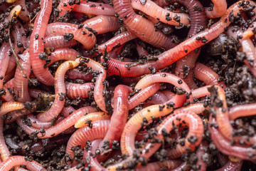 Many living earthworms for fishing in the soil, background
