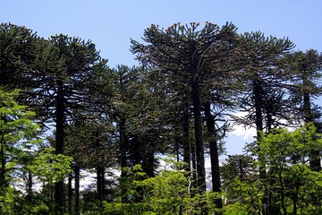 View on snow capped black cone of Volcano Llaima at Conguillio in central Chile framed by pine trees (Araucaria araucana)
