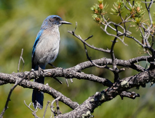 Obraz premium Close up of a Grey Breasted Jay perched on a pinion pine tree branch.