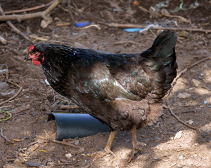 A chicken with dark plumage freely walks in a henhouse.