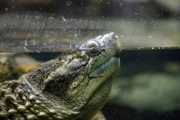 Common snapping turtle (Chelydra serpentina)