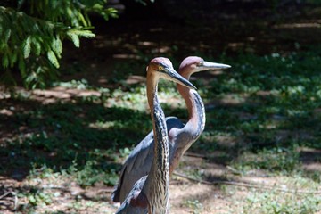 Goliath heron or Ardea goliath