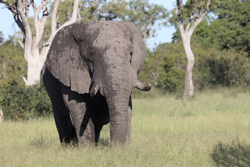 Fototapeta premium Afrikanischer Elefant / African elephant / Loxodonta africana
