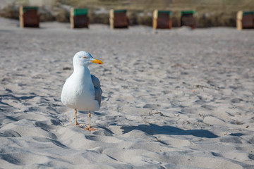 Möwe am Strand