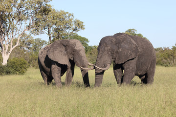 Afrikanischer Elefant / African elephant / Loxodonta africana
