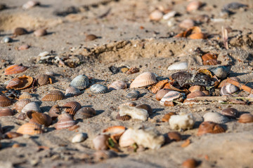 Bunte Muscheln am Strand