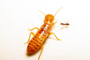 Termite and sugar ant for scale