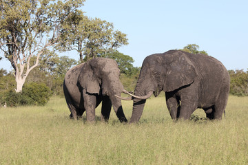Fototapeta premium Afrikanischer Elefant / African elephant / Loxodonta africana