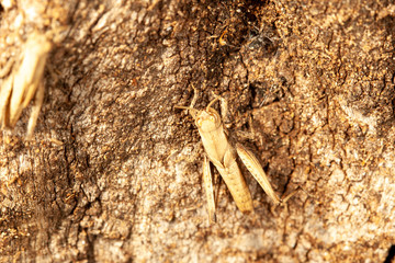 Grasshopper nymph