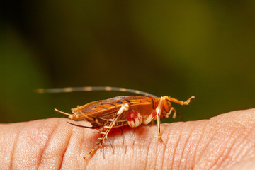 Tropical Roach on a finger