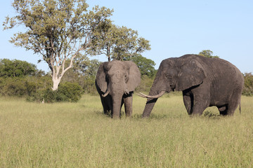 Obraz premium Afrikanischer Elefant / African elephant / Loxodonta africana