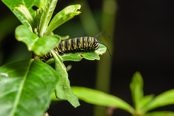 caterpillar on a leaf