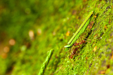 Leaf Cutter Ant's carrying a leaf