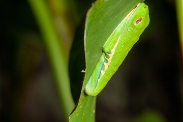 green frog on a leaf