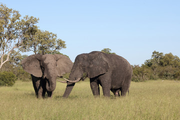 Afrikanischer Elefant / African elephant / Loxodonta africana
