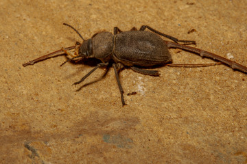 carnivorous beetle eating on stone