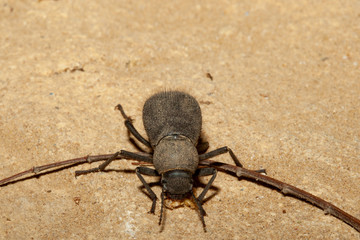 carnivorous beetle eating on stone