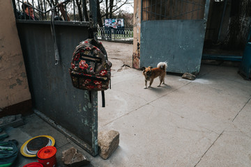 transnistria market, bezdomny pies, bieda, tiraspol market - obrazy, fototapety, plakaty