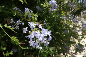 pastell lila blume vor grünem busch