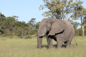 Obraz premium Afrikanischer Elefant / African elephant / Loxodonta africana