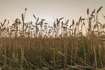 field of corn during sunset in Maastricht
