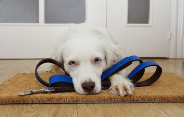 Fototapeta na wymiar Puppy dog waiting for a walk next to the door at home with leather leash.