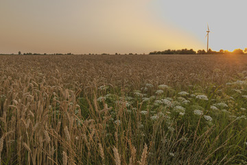 field of corn during sunset in Maastricht