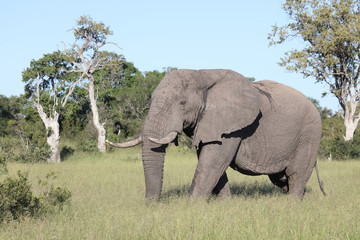 Fototapeta premium Afrikanischer Elefant / African elephant / Loxodonta africana