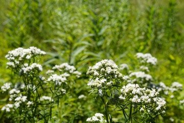 Horizontal image of narrow-leaved mountain mint (Pycnanthemum flexuosum) flowers against green meadow grasses, with copy space