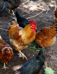 Golden rooster and chickens. Free range rooster and chickens.
