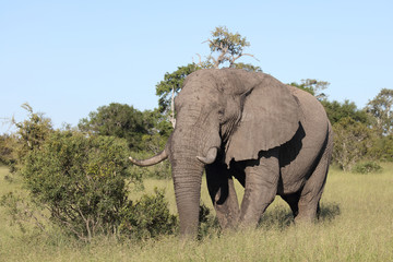 Afrikanischer Elefant / African elephant / Loxodonta africana