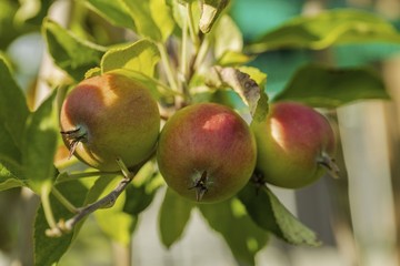 Close up macro view of apple getting mature. Healthy food concept. Beautiful nature background.