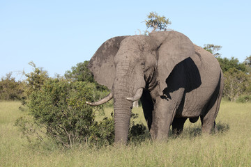 Obraz premium Afrikanischer Elefant / African elephant / Loxodonta africana