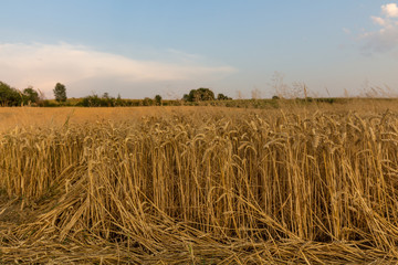 field of corn during sunset in Maastricht