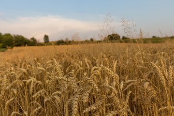 field of corn during sunset in Maastricht