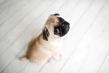 An adorable pug puppy sitting on white wood background looking up
