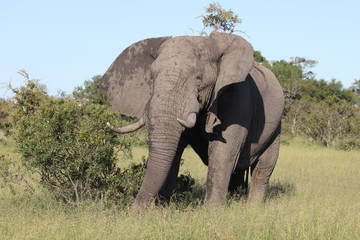 Obraz premium Afrikanischer Elefant / African elephant / Loxodonta africana