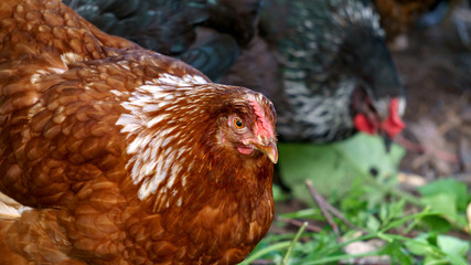 The hen with red plumage freely walks in the hen pen.